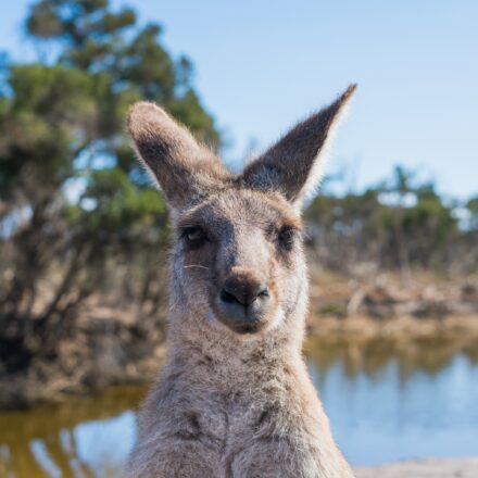Volvo admits its self-driving cars are confused by kangaroos